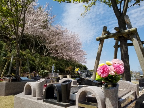 樹木葬『桜』どうですか？(#^^#)