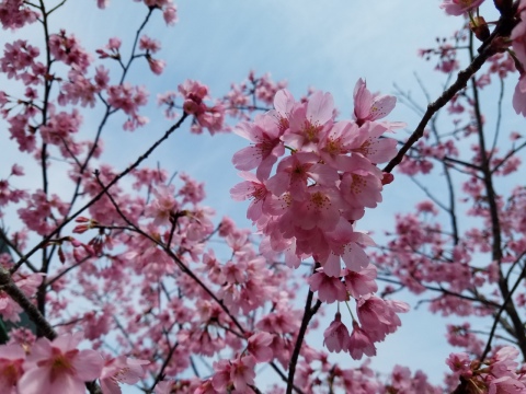 樹木葬『桜』開花(⋈◍＞◡＜◍)。✧♡