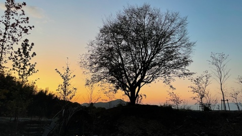苑内一大きな樹齢150年超え『桜』秋空背景に(⋈◍＞◡＜◍)。✧♡