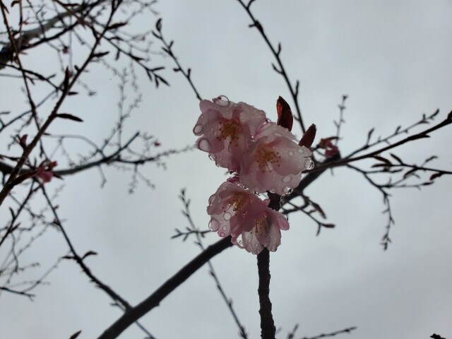 樹木葬『桜』開花していますよ(⋈◍＞◡＜◍)。✧♡