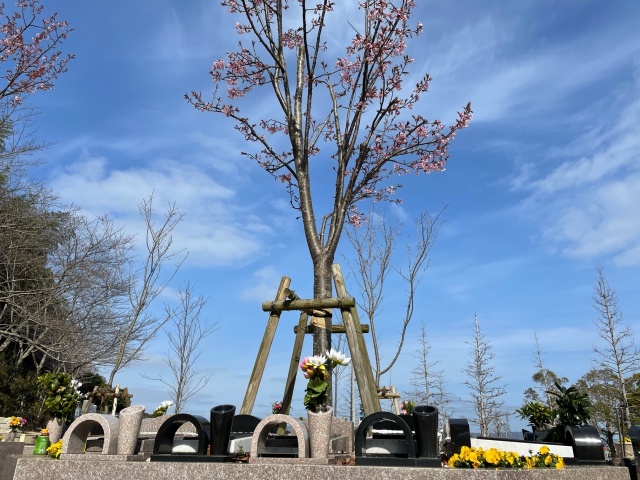 大好評(^^)/樹木葬『桜』