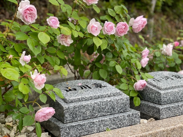 バラ咲く樹木葬「ほほえみ」(⋈◍＞◡＜◍)。✧♡