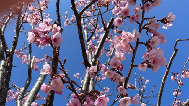 蜂須賀「桜」(⋈◍＞◡＜◍)。✧♡