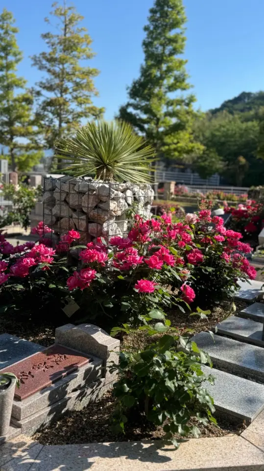 バラ咲く樹木葬(^^)/