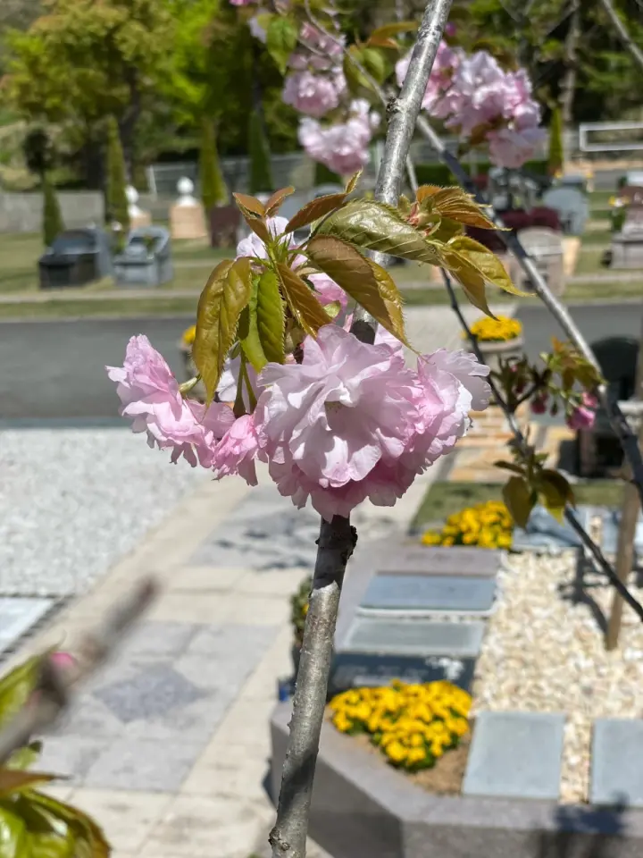 樹木葬『桜』