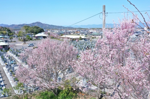 大島桜も満開ですね!(^^)!