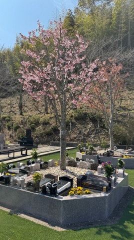 �˾�α��嶡�ܼ�����ؤ������🌸