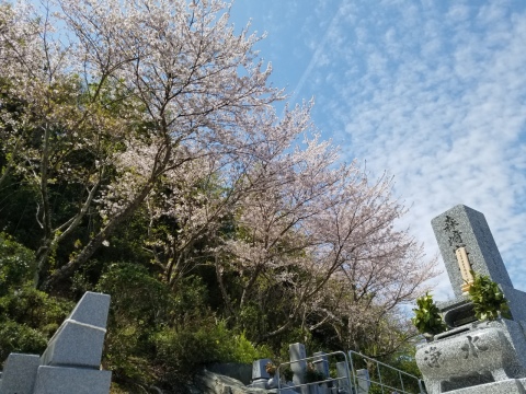 真上が満開のソメイヨシノ桜