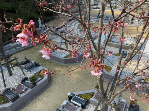 樹木葬『桜』(#^^#)来週満開