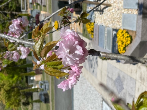 樹木葬『桜』