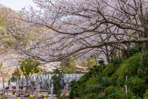 桜のもとで眠る永代供養個人墓(*^-^*)