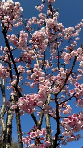 蜂須賀さくら(⋈◍>◡<◍)。✧♡