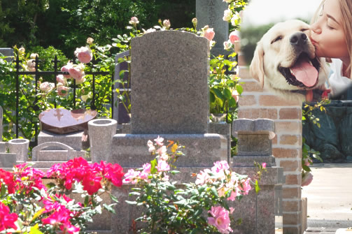 �ڥåȤȰ��Τ�����ꥢ������������ǥ�